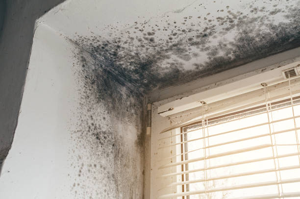 Affordable Mold Cleanup solutions in Maugansville, MD